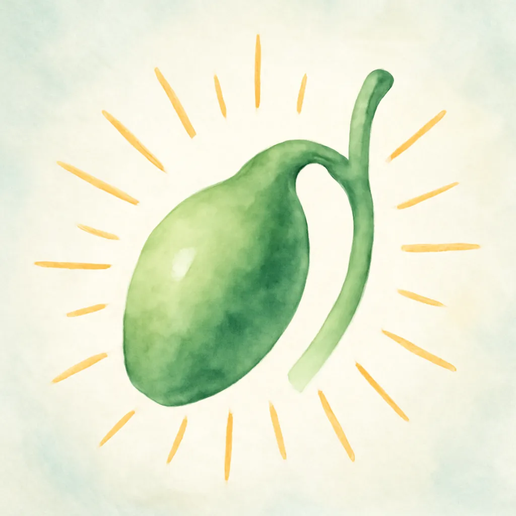 「胆」のイラスト