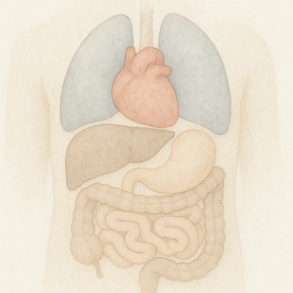 「臓」のイラスト