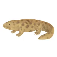 オオサンショウウオのイラスト