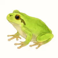 アマガエルのイラスト