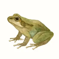 カジカガエルのイラスト