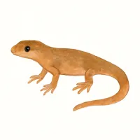 イモリのイラスト