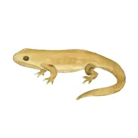 サンショウウオのイラスト