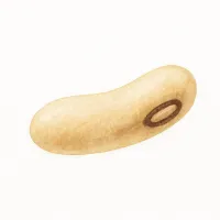 ササゲのイラスト