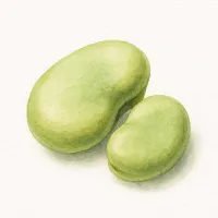 ソラマメのイラスト