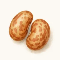 ウズラマメのイラスト