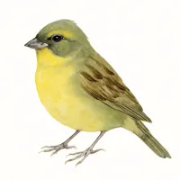 アオジのイラスト