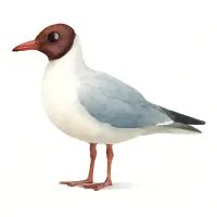 ユリカモメのイラスト