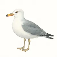 ウミネコのイラスト