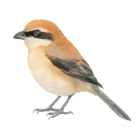 モズのイラスト