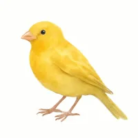 カナリアのイラスト