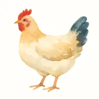 ニワトリのイラスト
