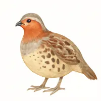 コジュケイのイラスト