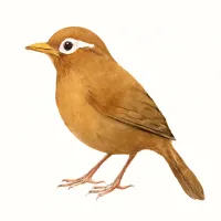 ガビチョウのイラスト