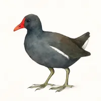 バンのイラスト