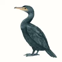 ウのイラスト