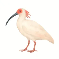 トキのイラスト