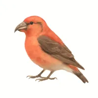 イスカのイラスト