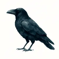 カラスのイラスト