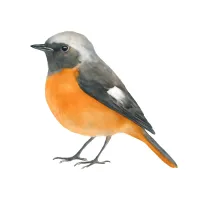 ジョウビタキのイラスト