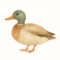 カモのイラスト