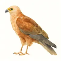 チュウヒのイラスト