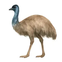 エミューのイラスト