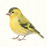 マヒワのイラスト