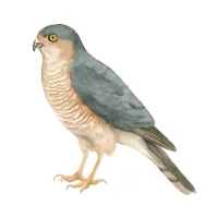 ハイタカのイラスト