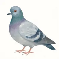 ドバトのイラスト