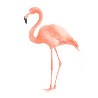 フラミンゴのイラスト
