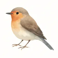 ヒタキのイラスト