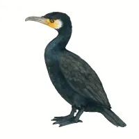 カワウのイラスト