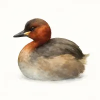 カイツブリのイラスト