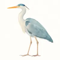 アオサギのイラスト