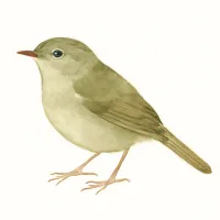 ウグイスのイラスト