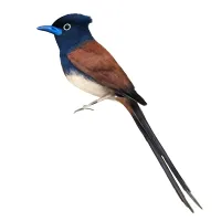 サンコウチョウのイラスト