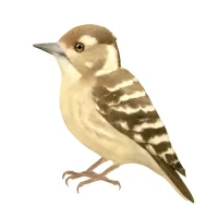 コゲラのイラスト