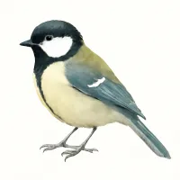 シジュウカラのイラスト