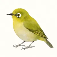 メジロのイラスト