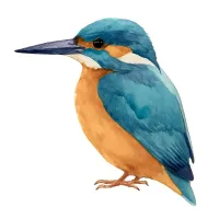 ショウビンのイラスト