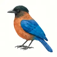 ルリカケスのイラスト
