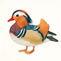 オシドリのイラスト