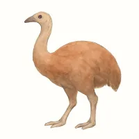 モアのイラスト