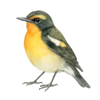 キビタキのイラスト