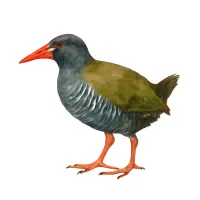 ヤンバルクイナのイラスト