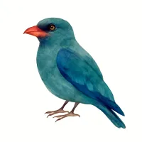 ブッポウソウのイラスト