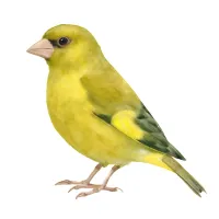 カワラヒワのイラスト