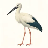 コウノトリのイラスト