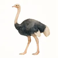 ダチョウのイラスト